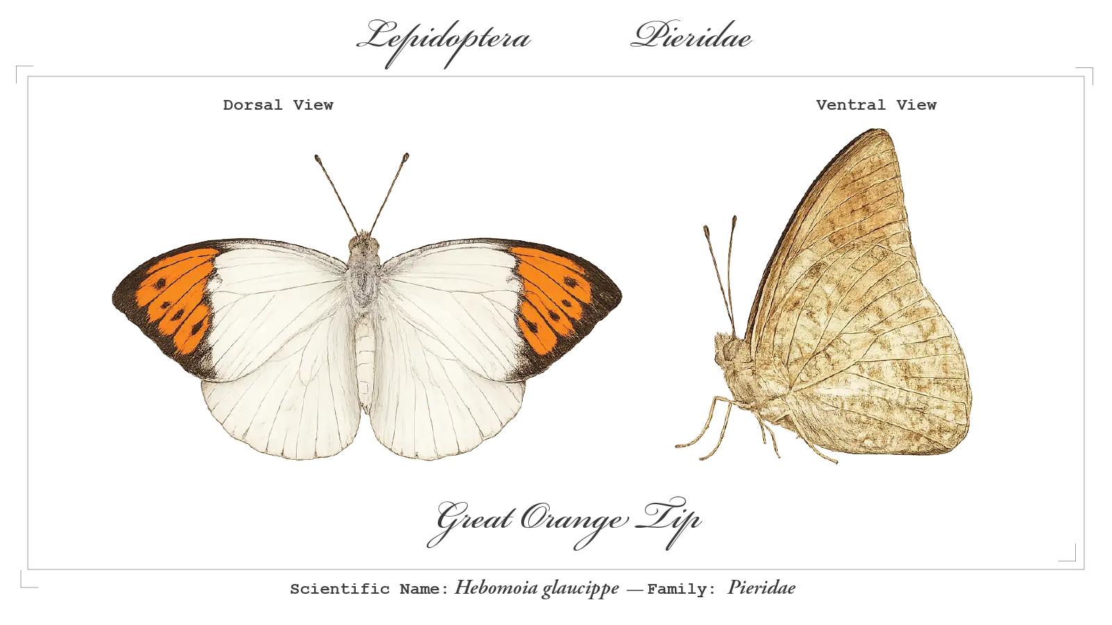 Great Orange Tip wing detail