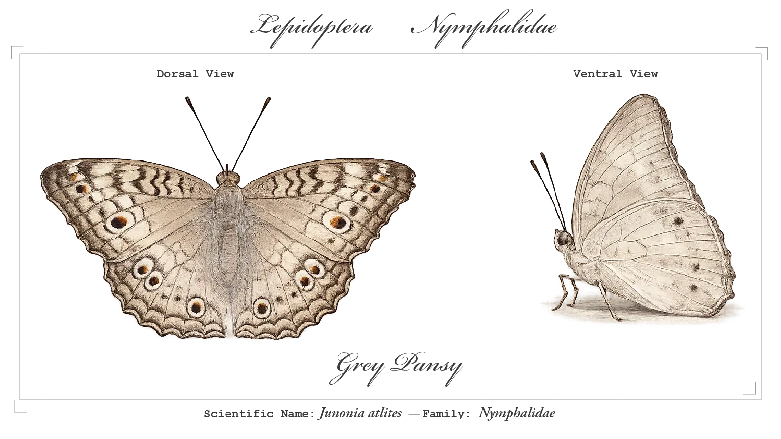 Grey Pansy wing detail