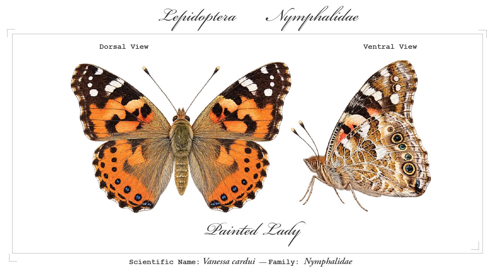 Painted lady wing detail