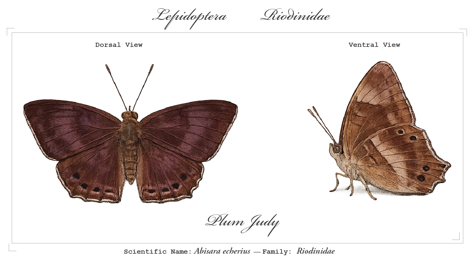Plum judy wing detail