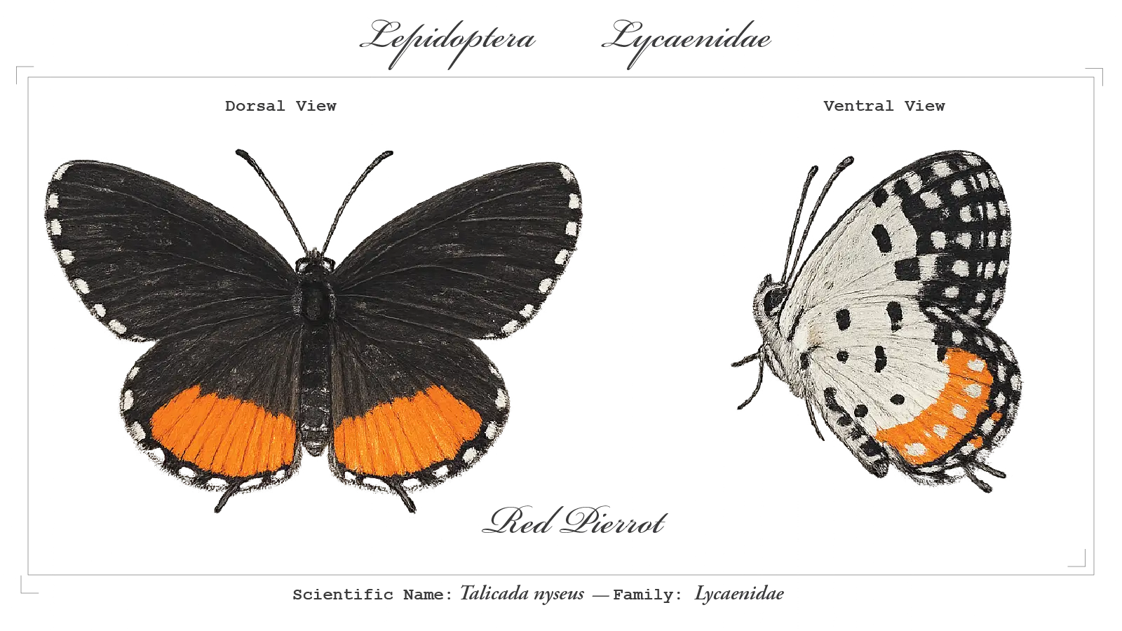 Red Pierrot wing detail