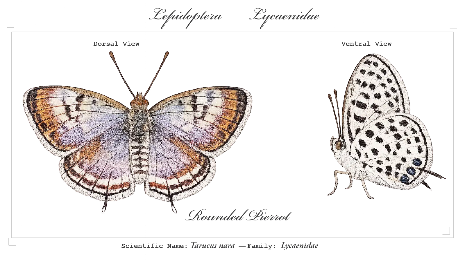 Rounded Pierrot wing detail