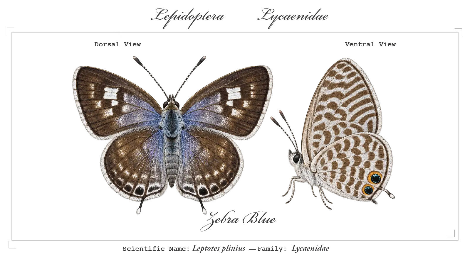 Zebra Blue wing detail