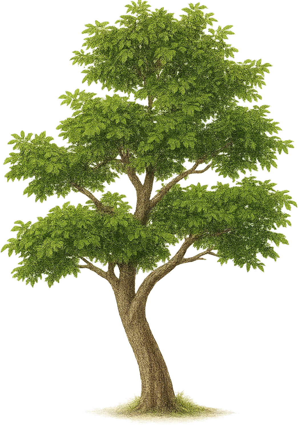 Tree Animation