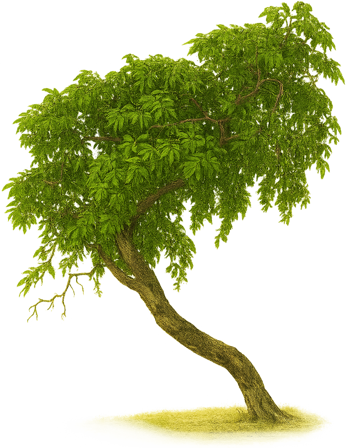 Tree Animation